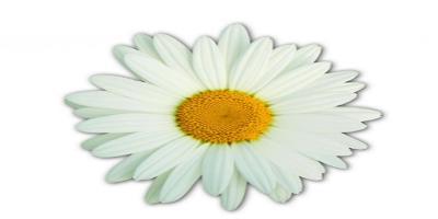 Graphic of a Daisy